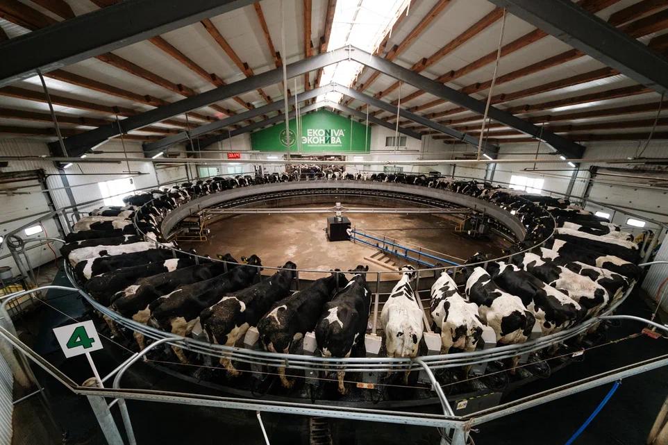 Фото Веселая Масленица и другие праздники: почему новосибирцы в выходные массово едут на молочную ферму 10 - Сиб.ФМ Фото Веселая Масленица и другие праздники: почему новосибирцы в выходные массово едут на молочную ферму 10